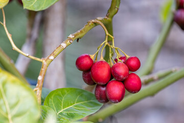 The ripe fruit of Tamarillo  (Solanum betaceum). This tree produces red fruits.