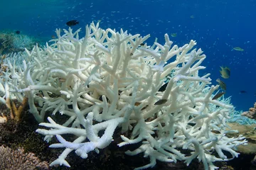 Schilderijen op glas A white bleached coral on a coral reef in the Maldives during a global bleaching event as a result of warming ocean temperature © The Ocean Agency