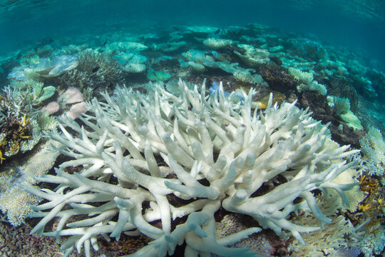 Underwater photo of bleached coral in the Maldives on a bleached reef from climate change