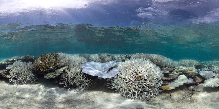 Coral bleached reef in the Maldives during a global bleaching event
