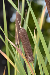 Narrowleaf cattail flowers