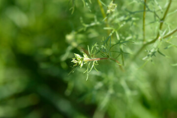 California gilia flower bud