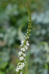 Gooseneck loosestrife white flowers