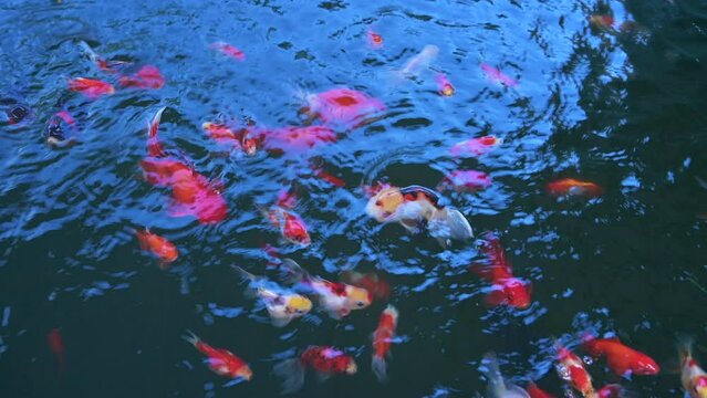 4K Video of Gold Fishes in The Water