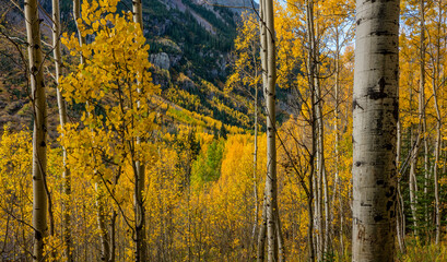 Autumn colors on the trail Maroon Bells Scenic Area - near Aspen, Colorado