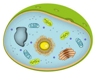 Infografik einer Zelle - Aufbau einer typischen Pflanzenzelle - pflanzlich/pflanzliche Zellen