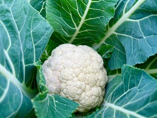 cauliflower in the garden