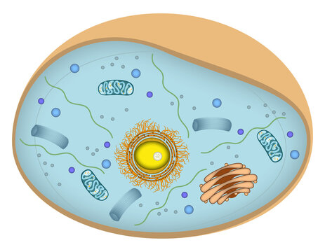 Infografik einer Zelle - Aufbau einer typischen eukaryotischen Tierzelle - Mensch menschlich