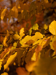 yellow leafs