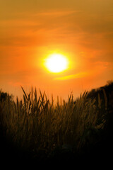 Sunset and Meadow twilight time