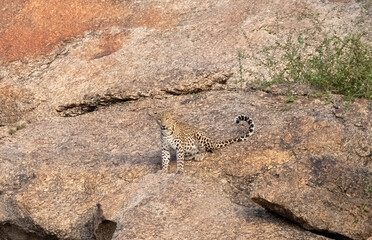 Indian Leopard (Panthera pardus) on Aravalli hills.