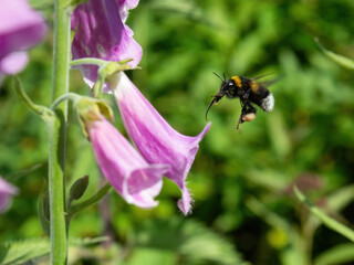 Hollyhock