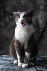 black and white cat portrait