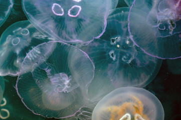 Jellyfishs in sea water