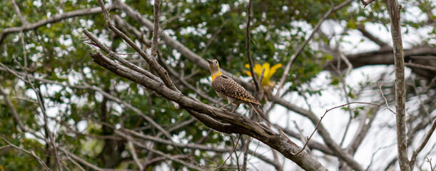 Photograph of a Campo flicker.	