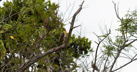 Photograph of a Campo flicker. 