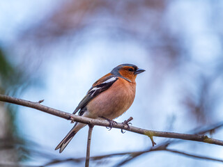 Common chaffinch, Fringilla coelebs, sits on a tree. Common chaffinch in wildlife.