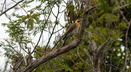 Photograph of a Campo flicker. 