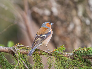 Common chaffinch, Fringilla coelebs, sits on a tree. Common chaffinch in wildlife.