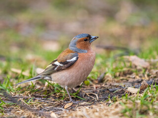 Common chaffinch, Fringilla coelebs, sits on a green lawn in spring. Common chaffinch in wildlife.