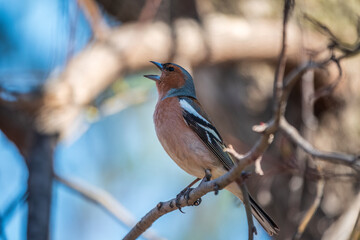 Common chaffinch, Fringilla coelebs, sits on a tree. Common chaffinch in wildlife.