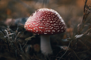 Muchomor czerwony na tle jesiennej trawy, amanita muscaria mushrooms in autumn forest