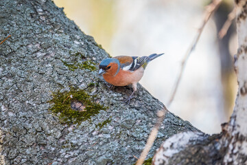 Common chaffinch, Fringilla coelebs, sits on a tree. Common chaffinch in wildlife.