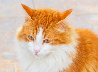 portrait of a beautiful young cat