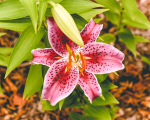 lily in the garden