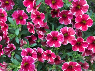 pink flowers in the garden