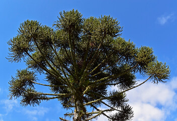 Candelabra tree or Brazilian pine (Araucaria angustifolia) and blue sky