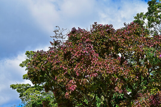 Monkey pot tree leaves (Lecythis pisonis) on tropical garden