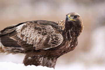 Golden eagle portrait in winter scenery