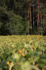 forest, wood, nature, yellow,  green, sunflower, rural culture