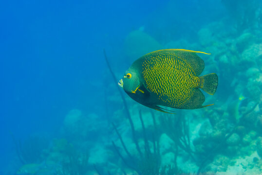 Adult French Angel Fish swimming under a pier next to a pillar