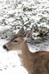 Close up of a deer in snow in Eugene, Oregon.