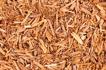 Catuaba bark background. Trichilia catigua bark. Chuchuhuasha, Tatuaba, Pau de Reposta, Piratancara...