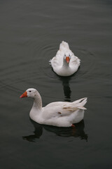 goose on the water