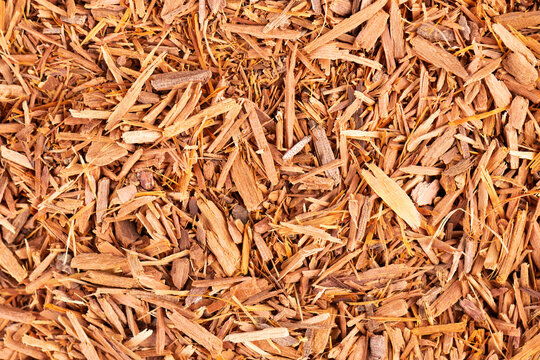 Catuaba bark background. Trichilia catigua bark. Chuchuhuasha, Tatuaba, Pau de Reposta, Piratancara and Caramuru. Top view.