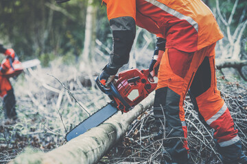Fototapeta na wymiar Man holding a chainsaw and cut trees. Lumberjack at work wears orange personal protective equipment. Gardener working outdoor in the forest. Security professionalism occupation forestry worker concept