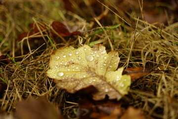 mushroom in autumn