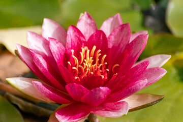 Fototapeta premium Vibrant pink water lily or lotus flower blooming macro in green leaves with blurred background. Pond on a sunny day