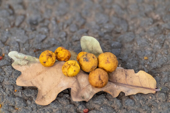 Autumn dry leaf with Oak galls or Oak apples on asphalt, close-up. Cynips quercusfolii gall balls on oak leaf