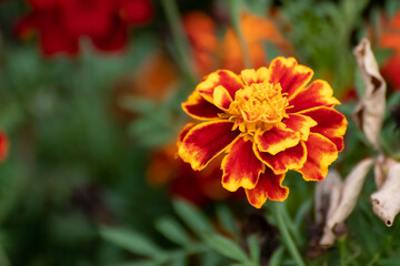 Marigold, orange Tagetes flowers close-up with vivid green leaves and blurred background. Garden bedding flowers bloom
