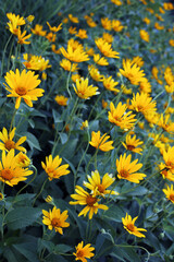 Yellow Flowers