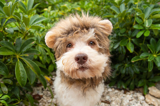 Close-up portrait of a shitzu dog with a lion costume