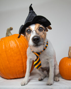 Jack russell terrier dog dressed as Harry Potter sitting amongst pumpkins