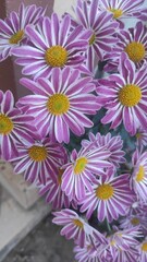 Nepali Chrysanthemum crassum