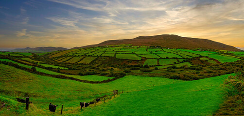 View of cows in a field and rural farmland landscape near Inch Beach, Dingle Peninsula, Ireland
