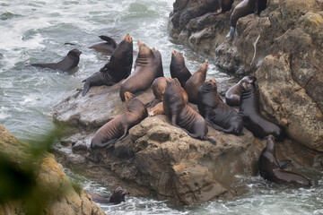 raft of Californian sea lions, Cape Arago, Oregon, United States